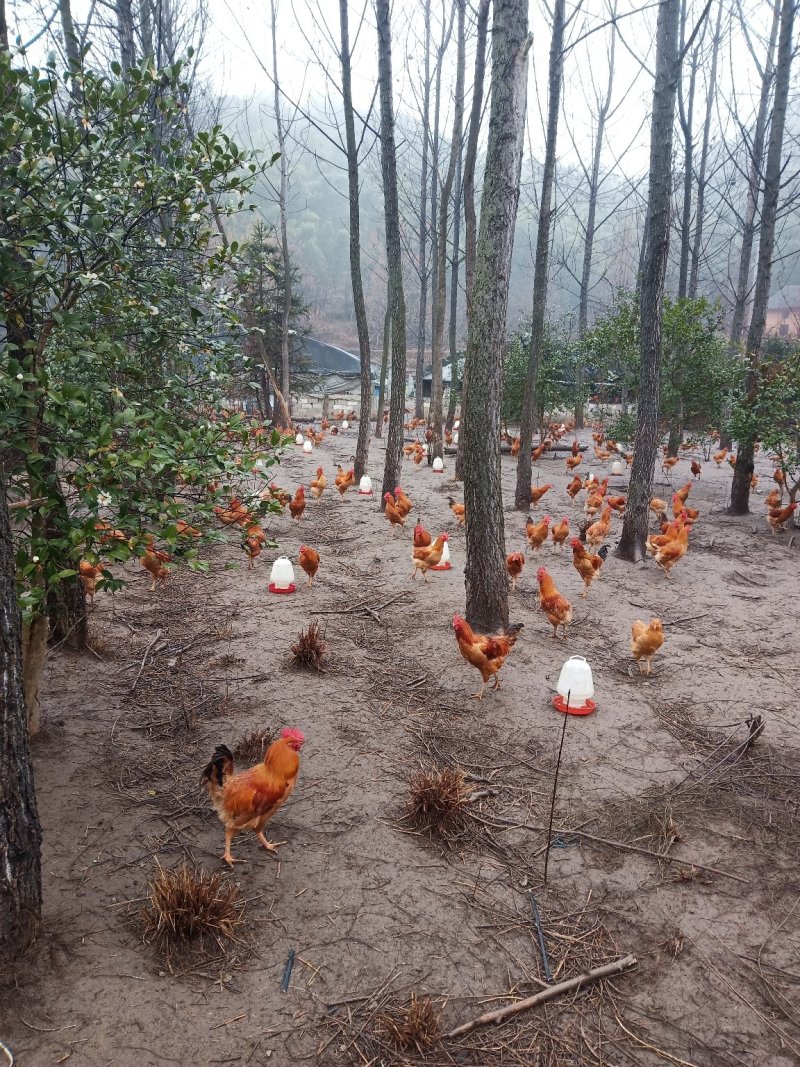 土鸡