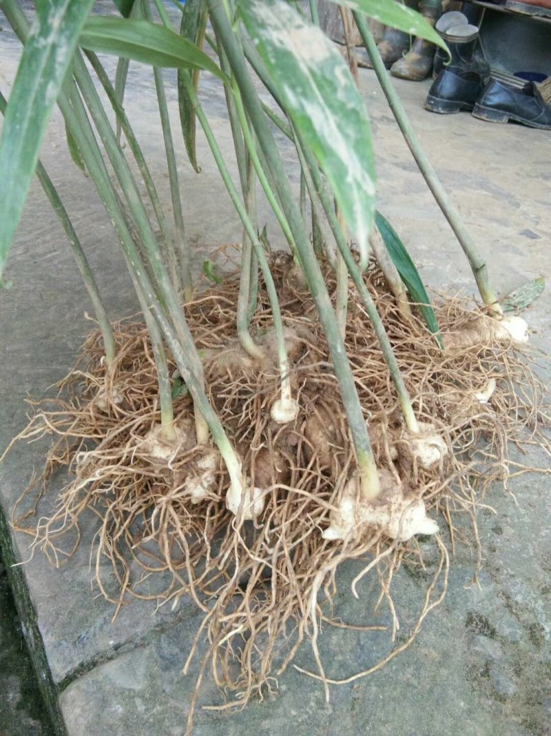 四川姜型多花不倒苗甜黄精种茎，块茎，现挖现发，保证芽头