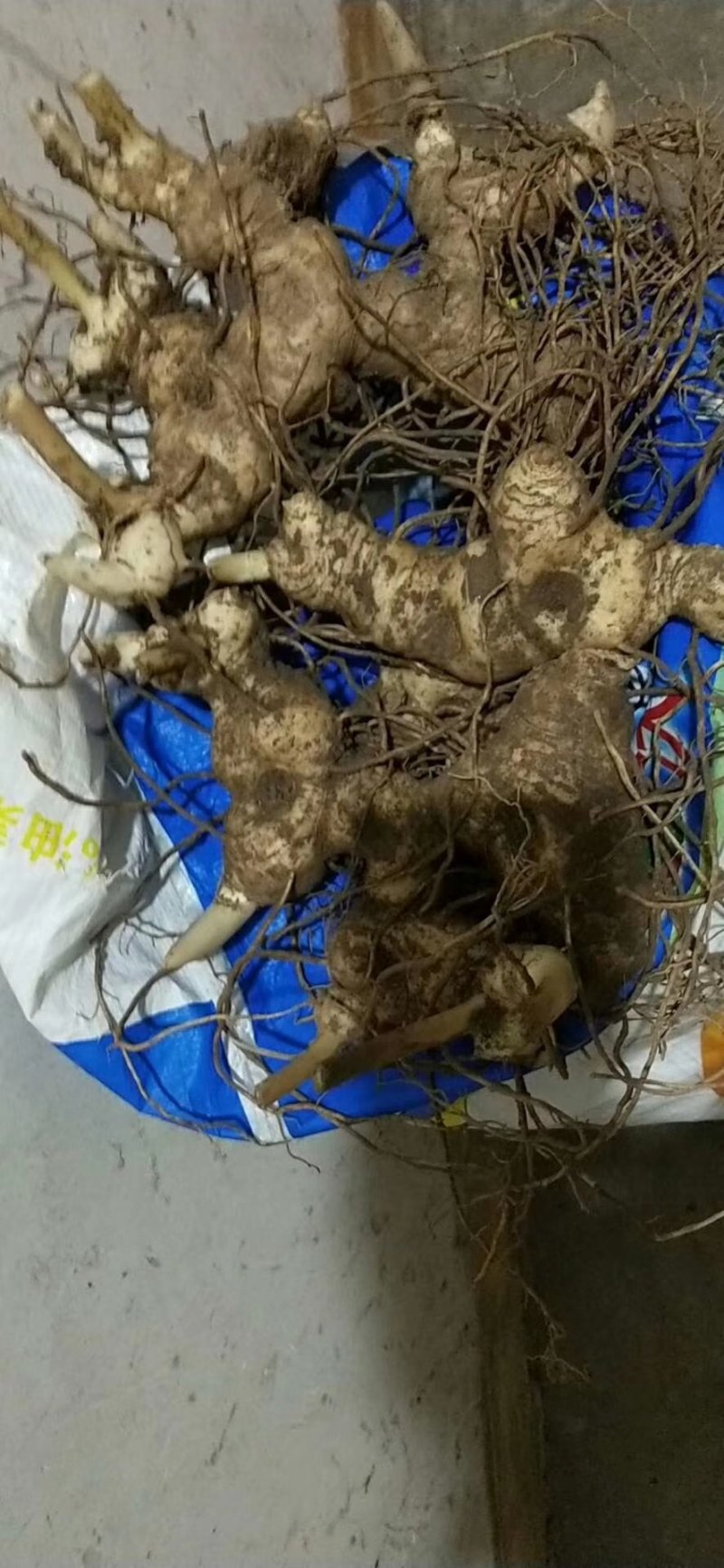 四川姜型多花不倒苗甜黄精种茎，块茎，现挖现发，保证芽头