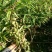 四川姜型多花不倒苗甜黄精种茎，块茎，现挖现发，保证芽头