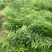 四川姜型多花不倒苗甜黄精种茎，块茎，现挖现发，保证芽头