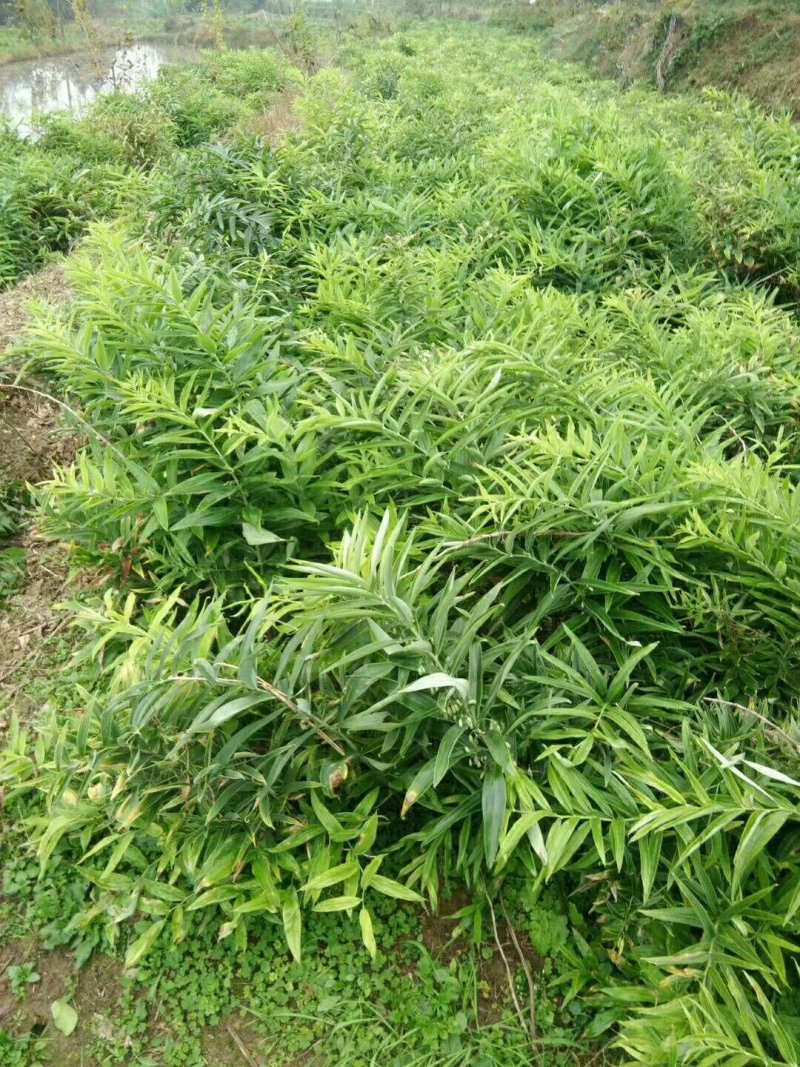 四川姜型多花不倒苗甜黄精种茎，块茎，现挖现发，保证芽头