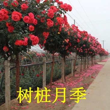山东树桩月季当年开花，基地直销，庭院盆栽地栽，现挖现发