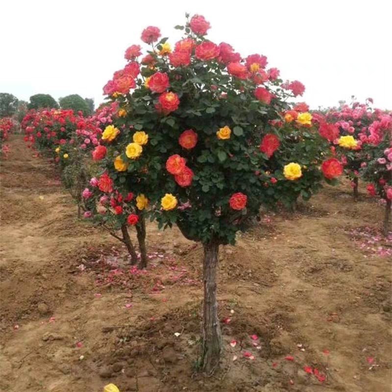 山东树桩月季当年开花，基地直销，庭院盆栽地栽，现挖现发