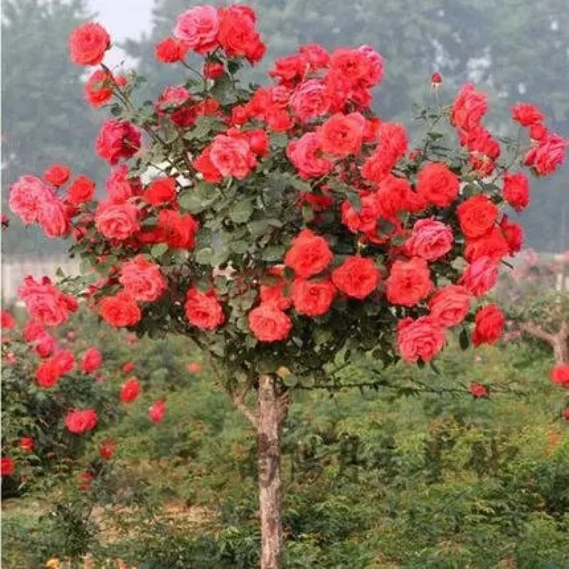 山东树桩月季当年开花，基地直销，庭院盆栽地栽，现挖现发