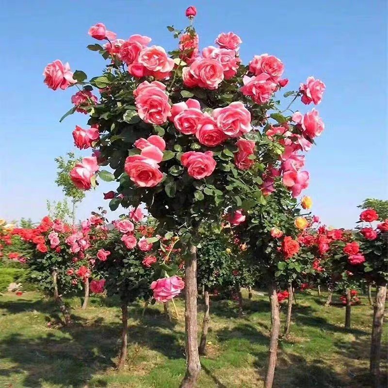 山东树桩月季当年开花，基地直销，庭院盆栽地栽，现挖现发