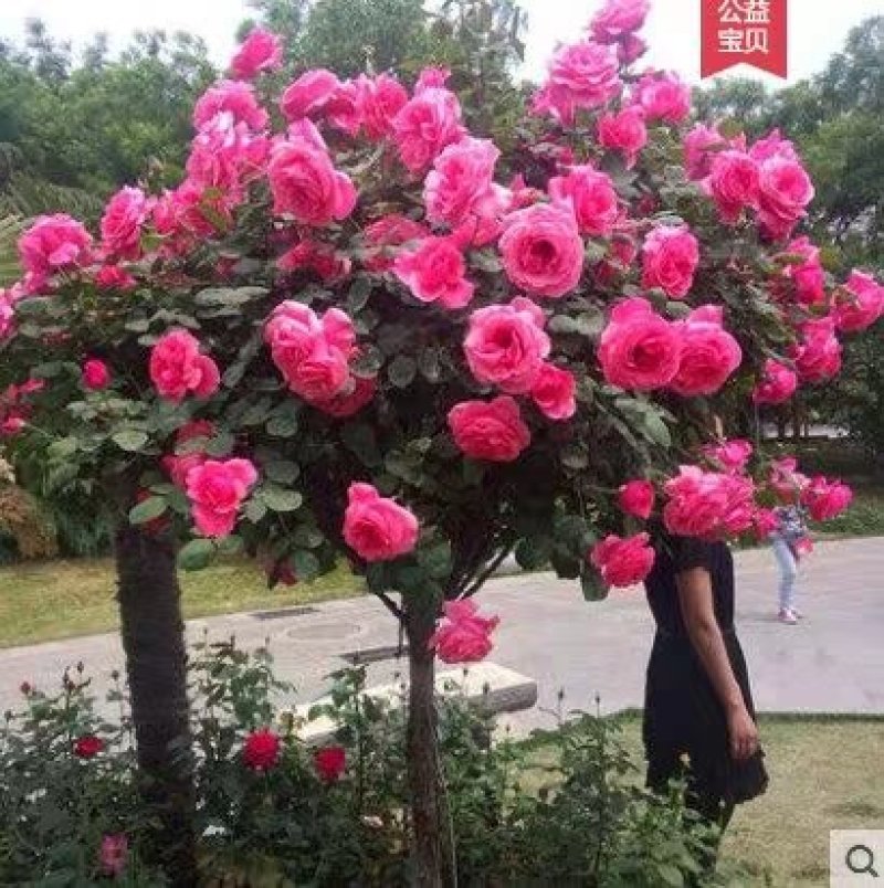 山东树桩月季当年开花，基地直销，庭院盆栽地栽，现挖现发