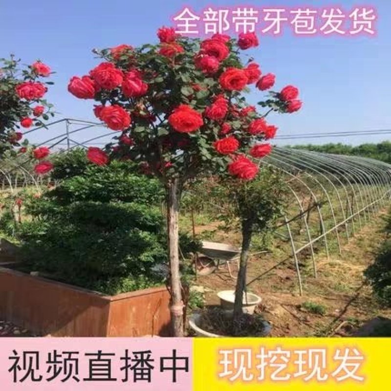 山东树桩月季当年开花，基地直销，庭院盆栽地栽，现挖现发