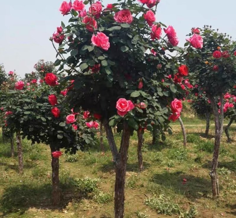 山东树桩月季当年开花，基地直销，庭院盆栽地栽，现挖现发