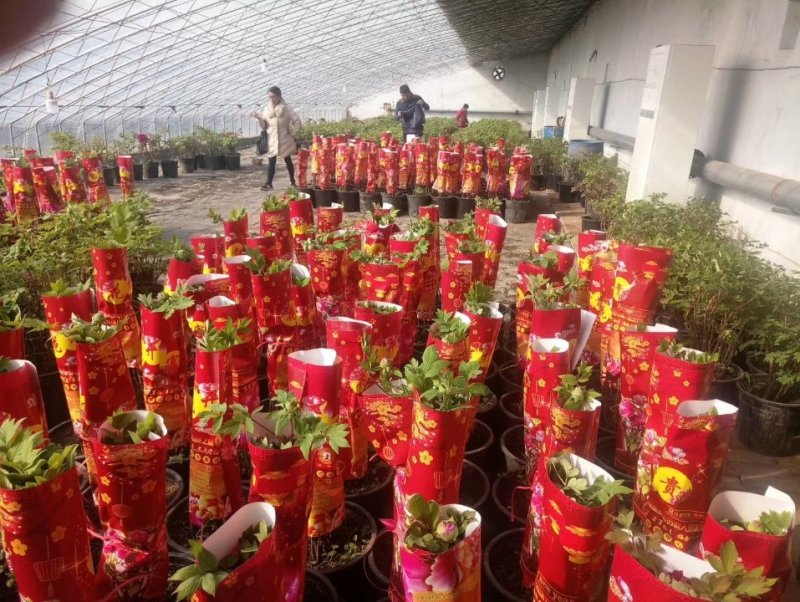 春节牡丹花开始发货了，还有预订的吗？抓紧时间了