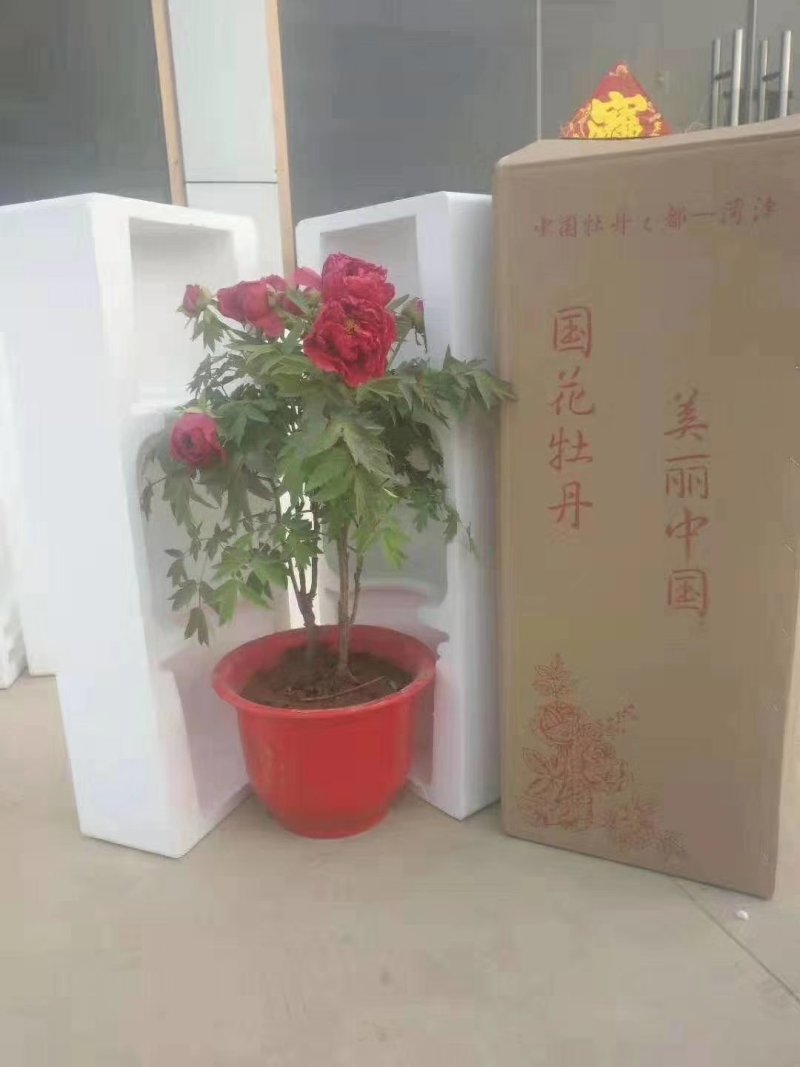春节牡丹花开始发货了，还有预订的吗？抓紧时间了