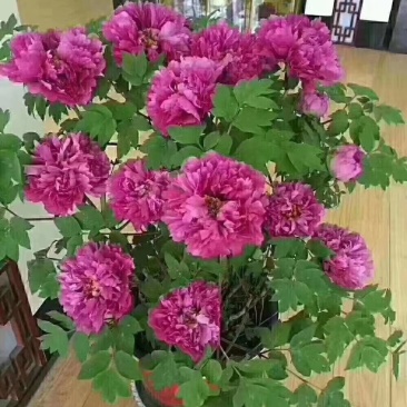 春节牡丹花开始发货了，还有预订的吗？抓紧时间了