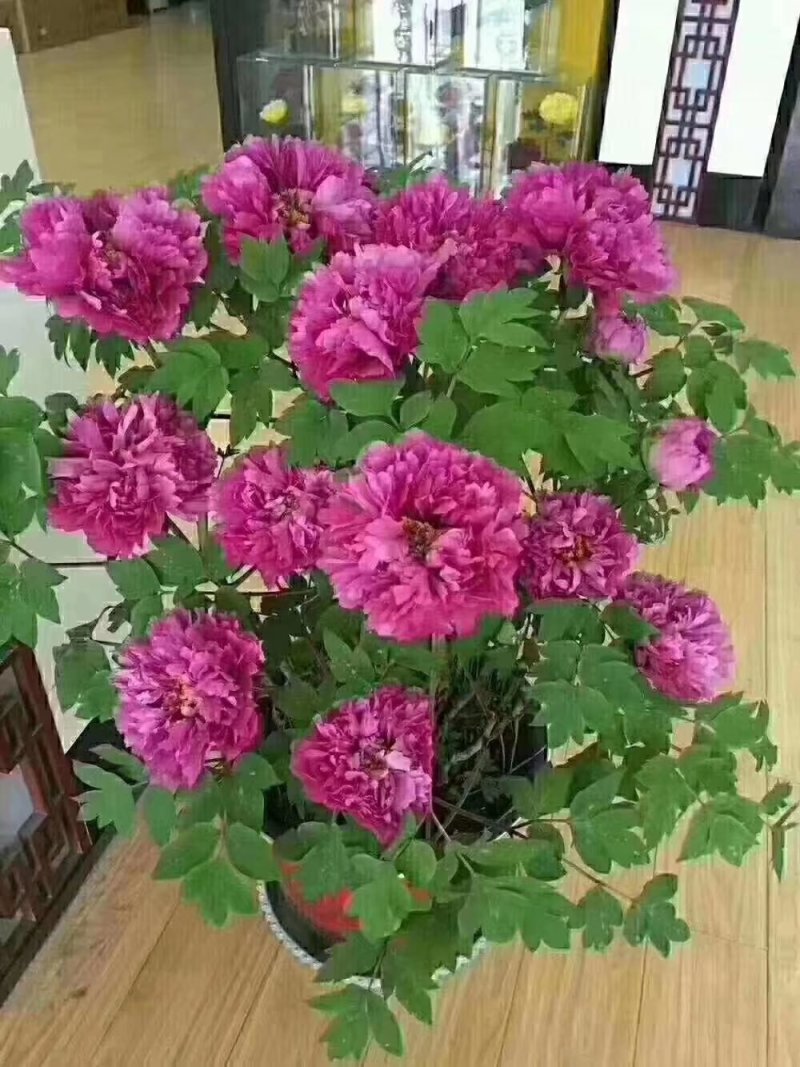 春节牡丹花开始发货了，还有预订的吗？抓紧时间了