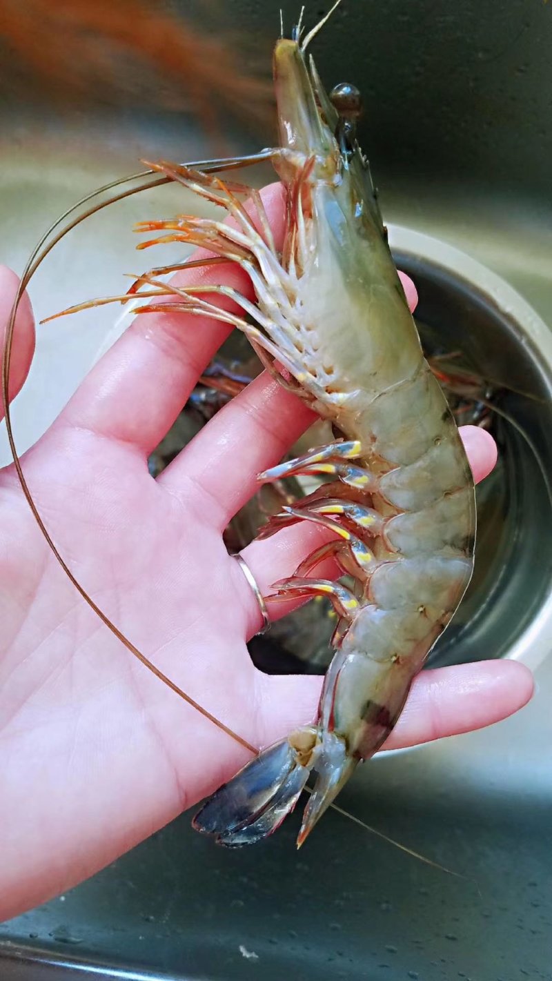 越南野生黑虎虾产地直供