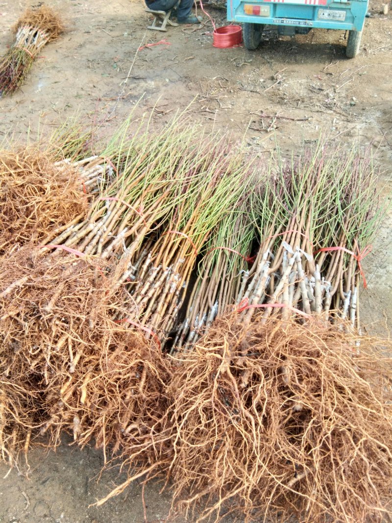 一公分以上优质桃树苗，品种多质量好