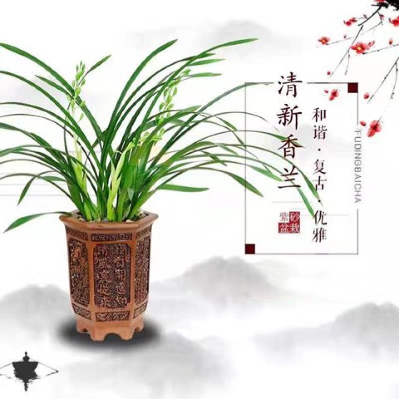 【春节开花】兰花苗带花苞报岁兰墨兰企黑浓香好养花卉植