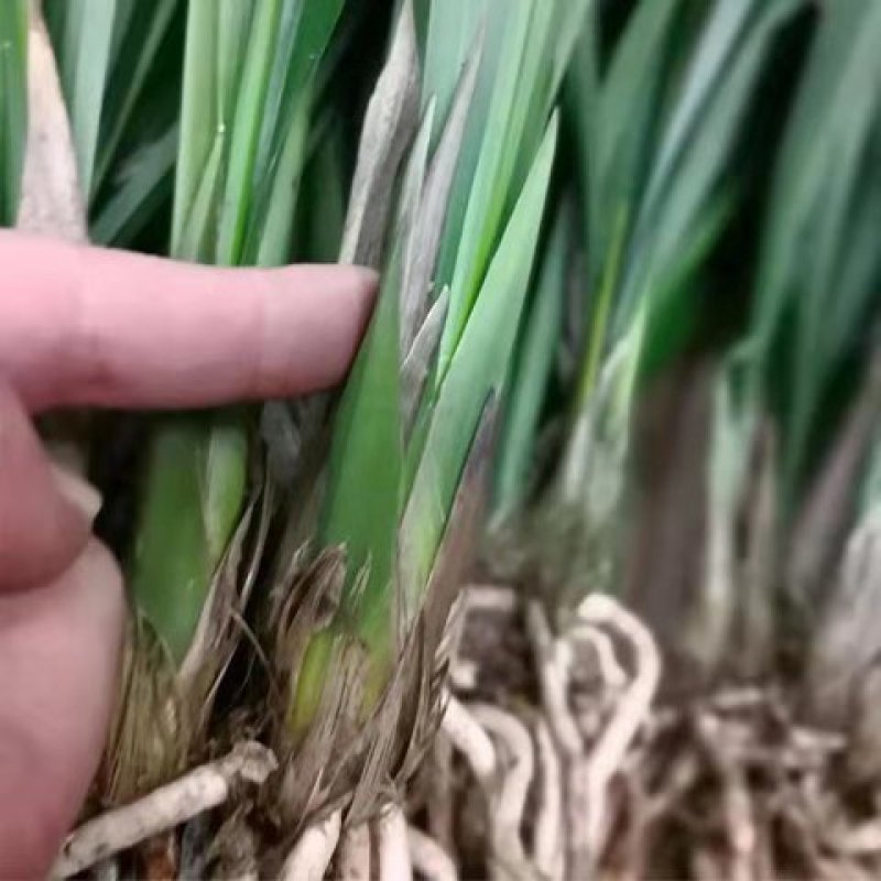 【春节开花】兰花苗带花苞报岁兰墨兰企黑浓香好养花卉植