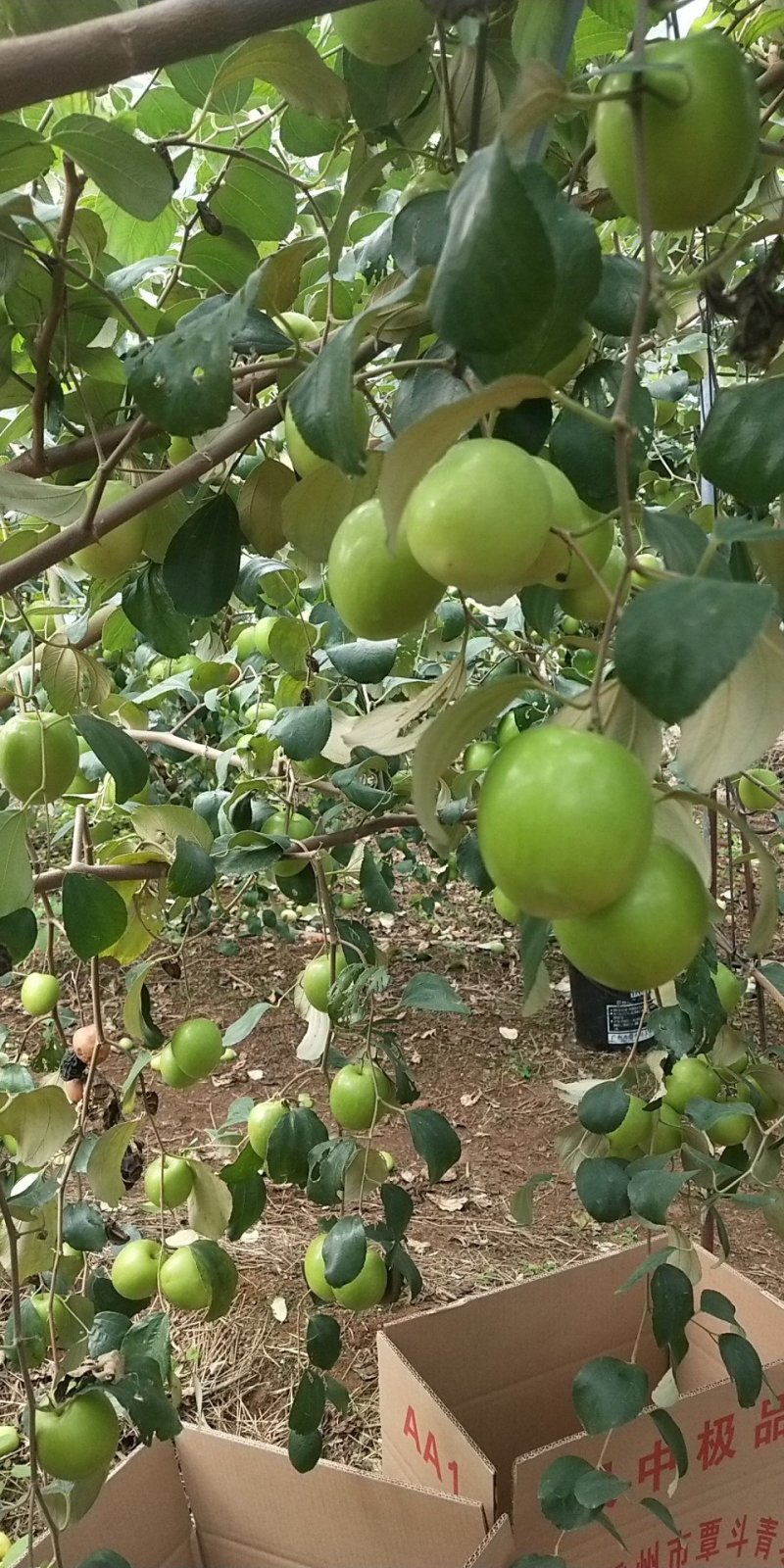 湛江雷州青枣