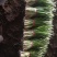 头刀韭菜大量上市欢迎选购