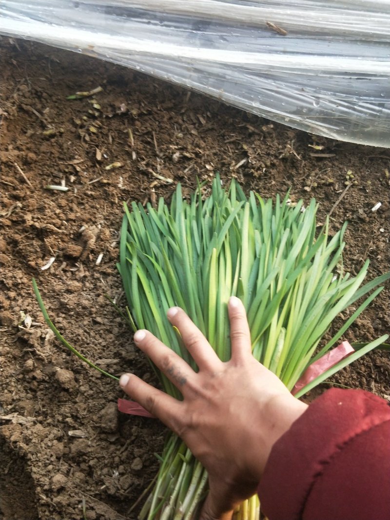 头刀韭菜大量上市欢迎选购