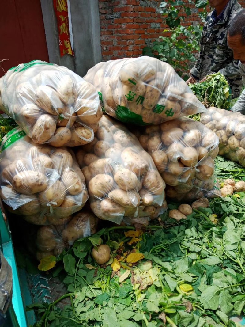 土豆中薯5号土豆黄心沙地土豆颜色靓味道好面积大