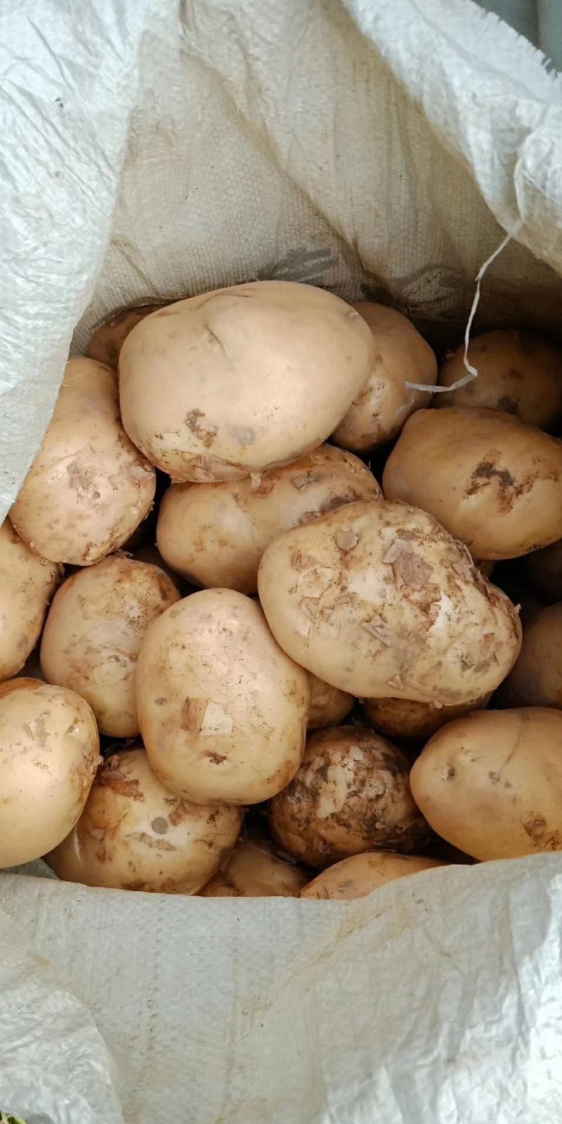 土豆中薯5号土豆黄心沙地土豆颜色靓味道好面积大
