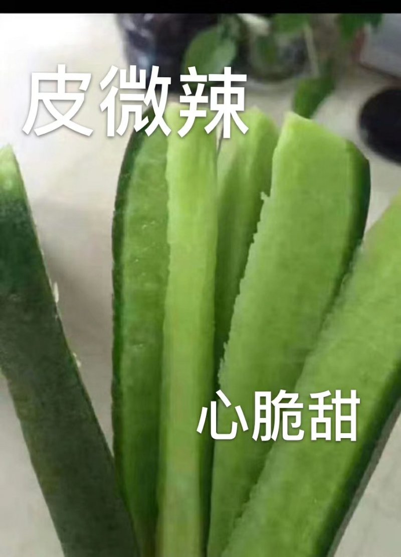 水果萝卜，正宗潍县青萝卜大量供应，一手货源，产地直供