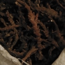 石昌蒲