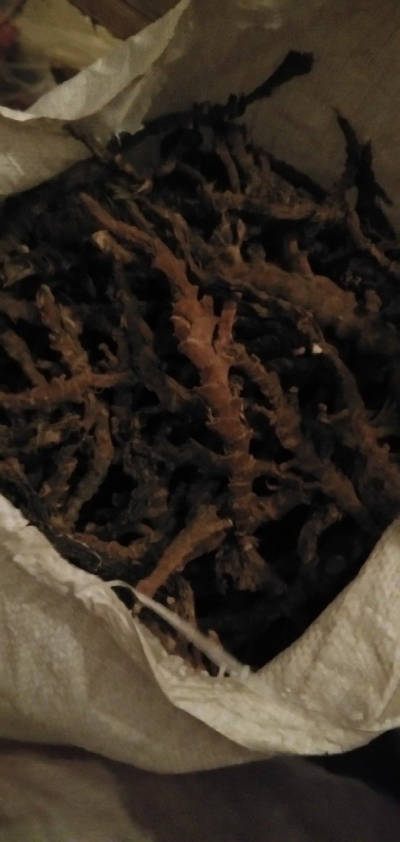 石昌蒲