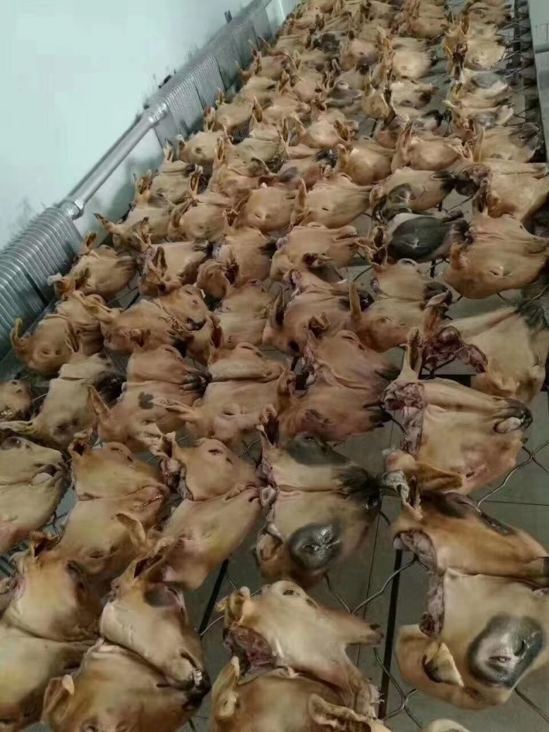 【羊头】当地绵羊的火燎水洗无碱，大羊羔羊白头花头都有！