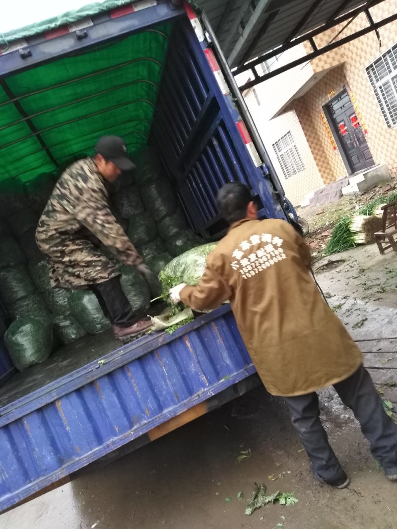 精品茼蒿菜鲜嫩水灵日供五千斤保质保量可长期供货