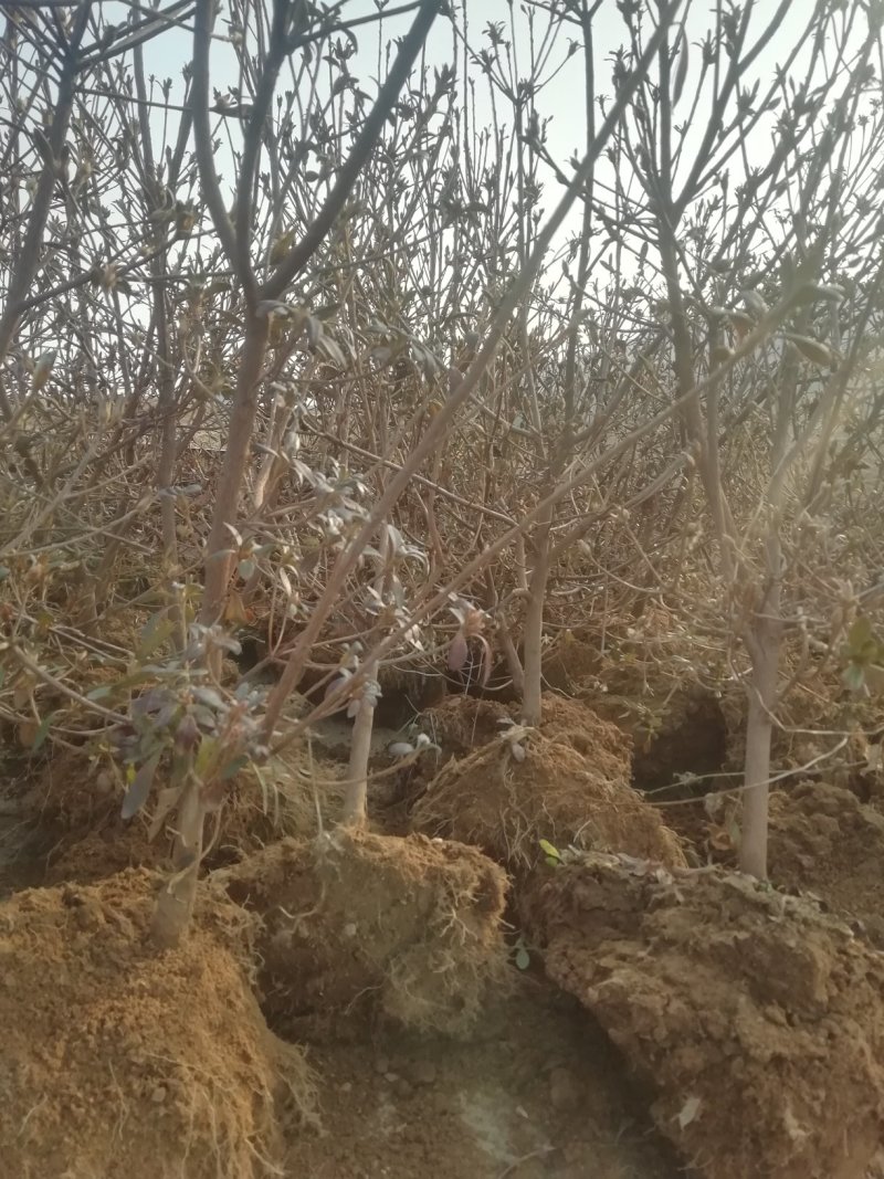 映山红（杜鹃）带花苞各种规格，下单24小时内发货。