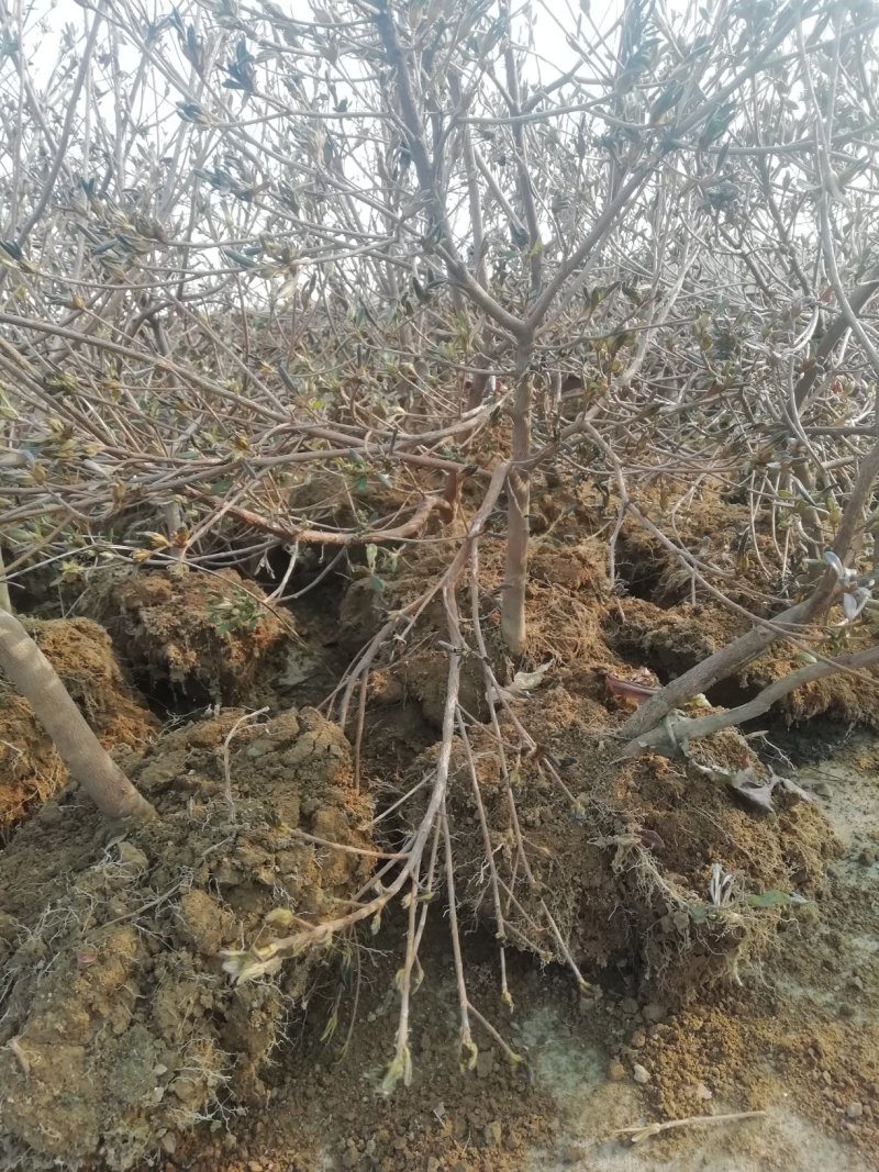 映山红（杜鹃）带花苞各种规格，下单24小时内发货。