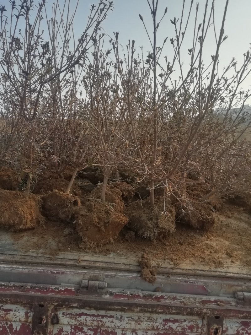 映山红（杜鹃）带花苞各种规格，下单24小时内发货。