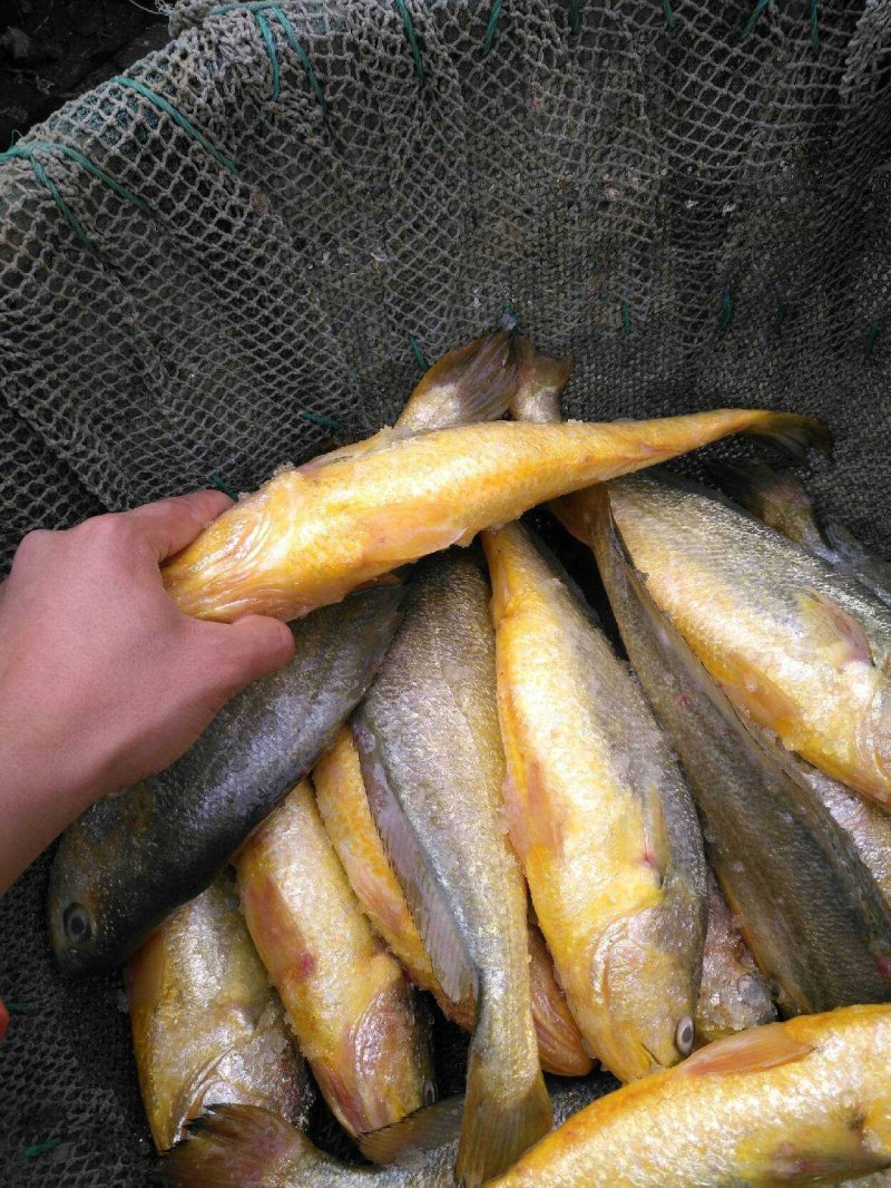 大黄花鱼，600克条，红腮亮眼。肉质鲜嫩。