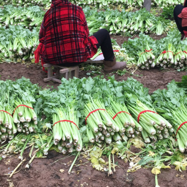 温室大棚芹菜走货中质优价廉色泽鲜嫩