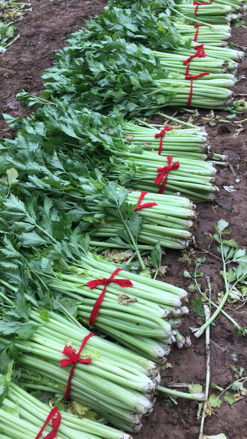 温室大棚芹菜走货中质优价廉色泽鲜嫩
