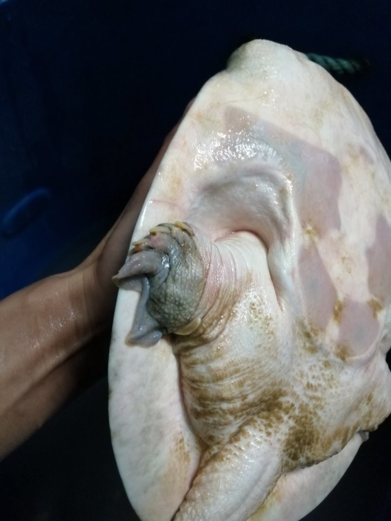 湖南省汉寿县中华生态甲鱼