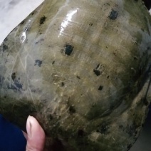 湖南省汉寿县中华生态甲鱼