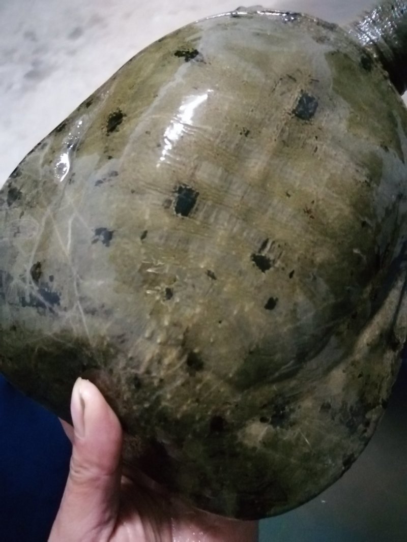 湖南省汉寿县中华生态甲鱼