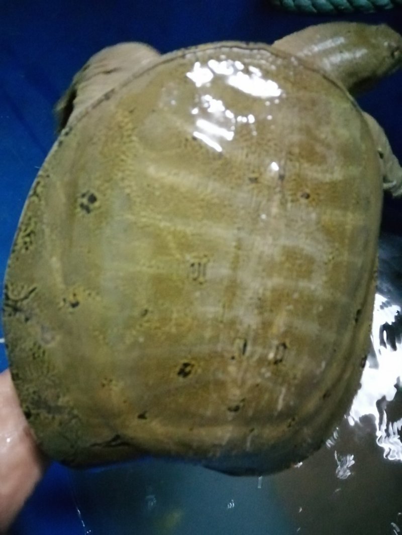 湖南省汉寿县中华生态甲鱼