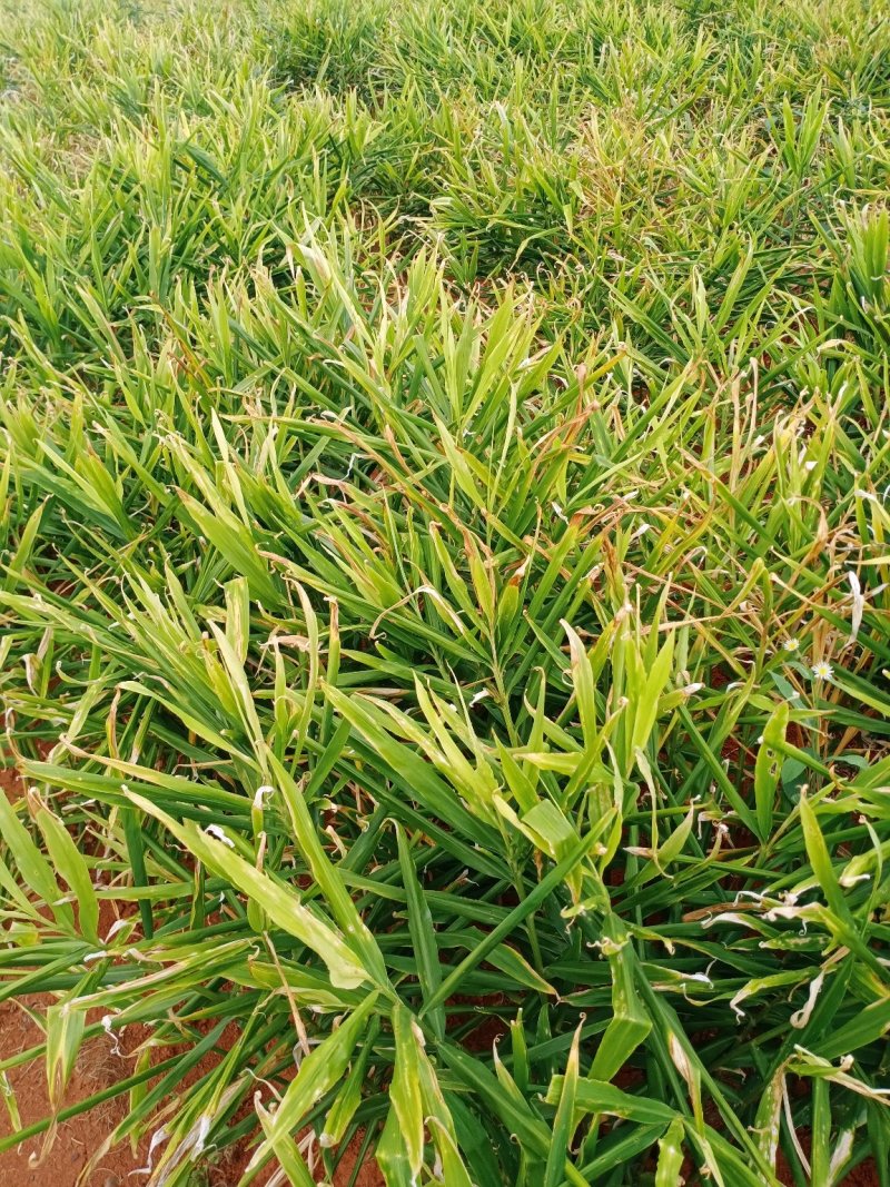 生姜预售小黄姜产地直销量大价格可优