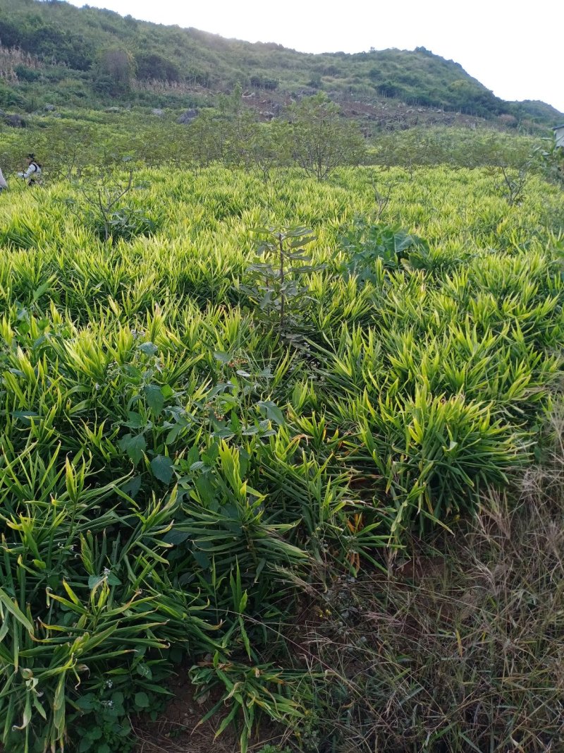 生姜预售小黄姜产地直销量大价格可优