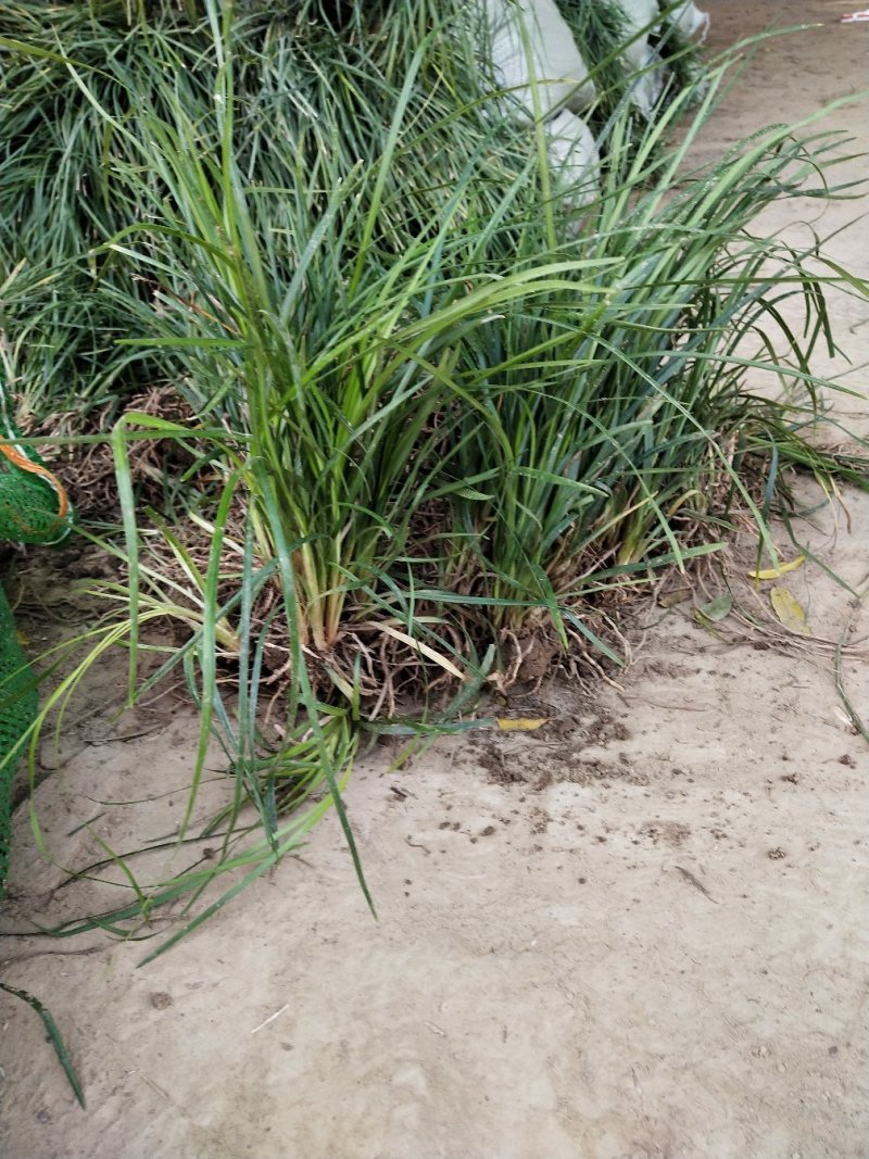 麦冬草小叶麦冬草【基地直销】量大从优耐寒耐冻