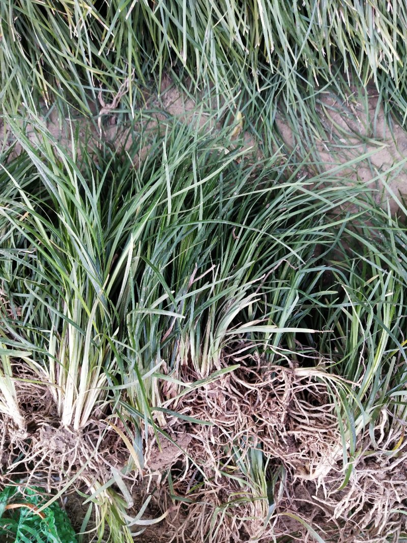 麦冬草小叶麦冬草【基地直销】量大从优耐寒耐冻