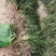 麦冬草小叶麦冬草【基地直销】量大从优耐寒耐冻
