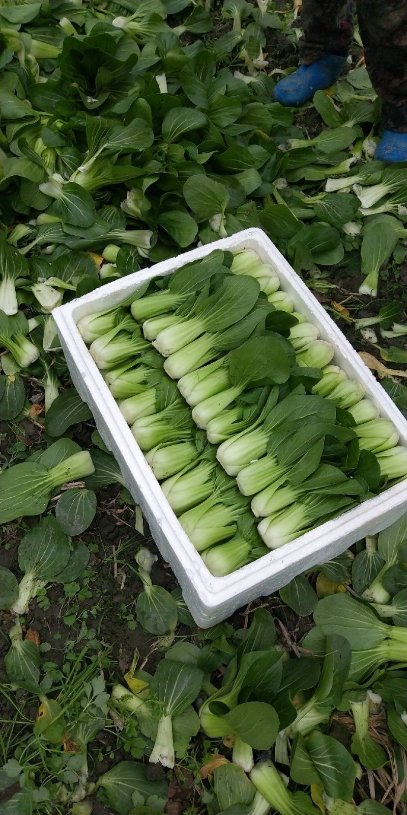 上海青小青菜瓢儿白油冬儿可视频看货