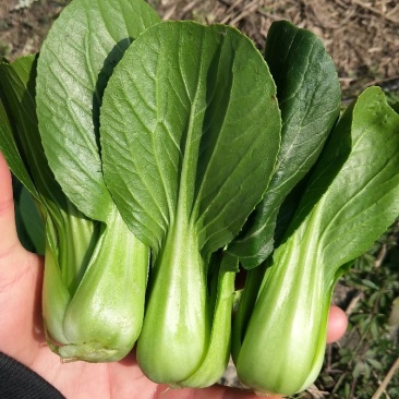 上海青小青菜瓢儿白油冬儿可视频看货