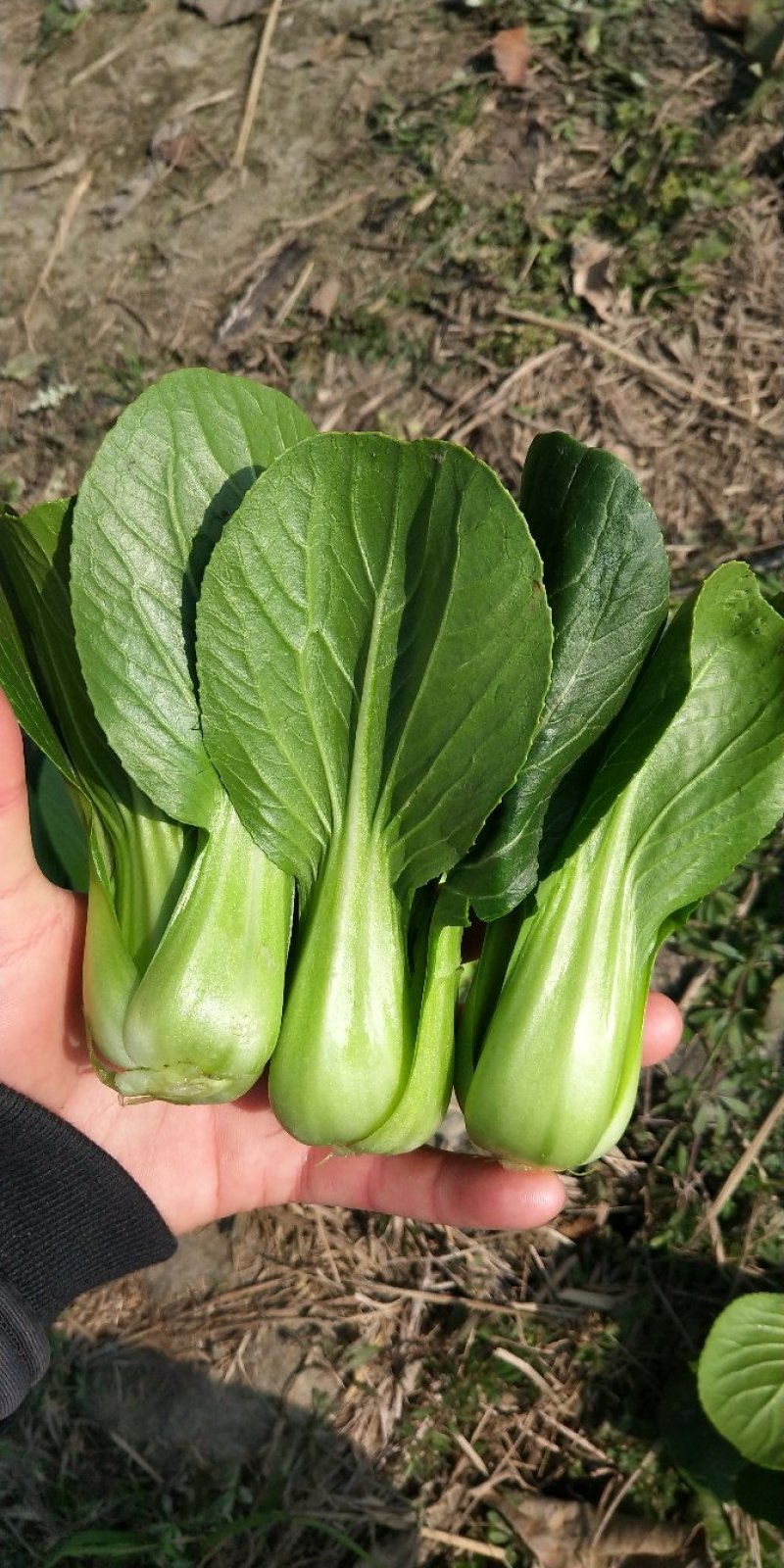 上海青小青菜瓢儿白油冬儿可视频看货