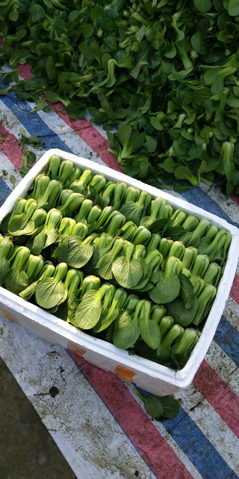 上海青小青菜瓢儿白油冬儿可视频看货